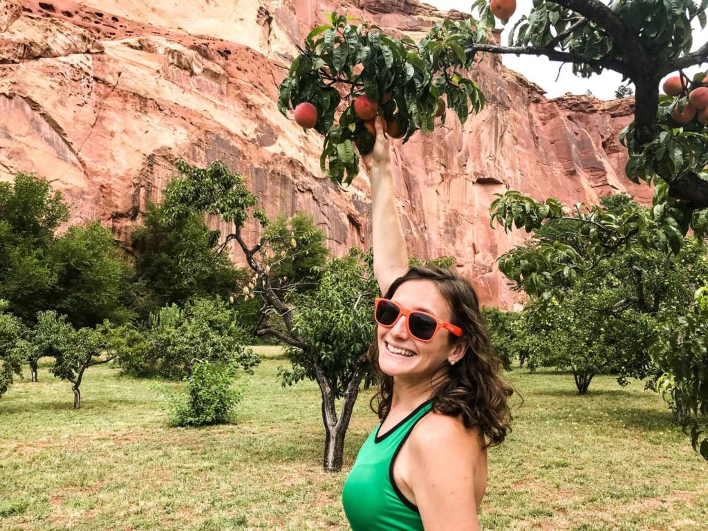 Picking peaches at Capitol Reef National Park