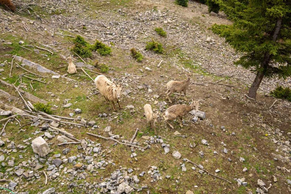 Mountain goats on Sulphur Mountain