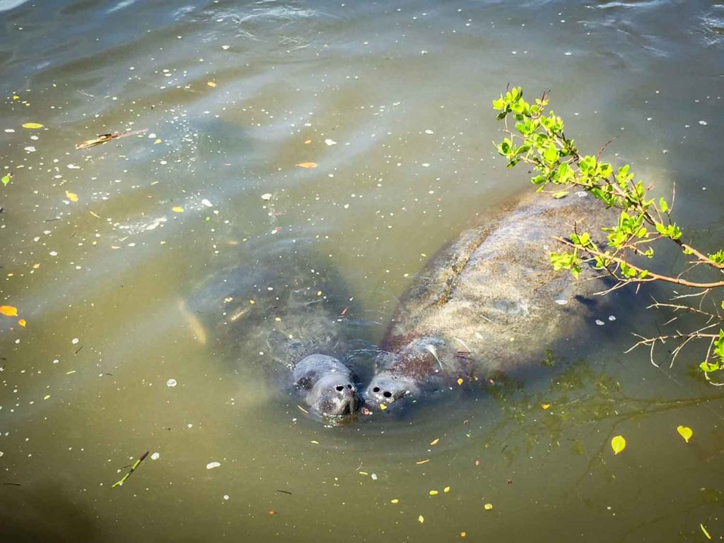 Manatees at Lovers Key State Park