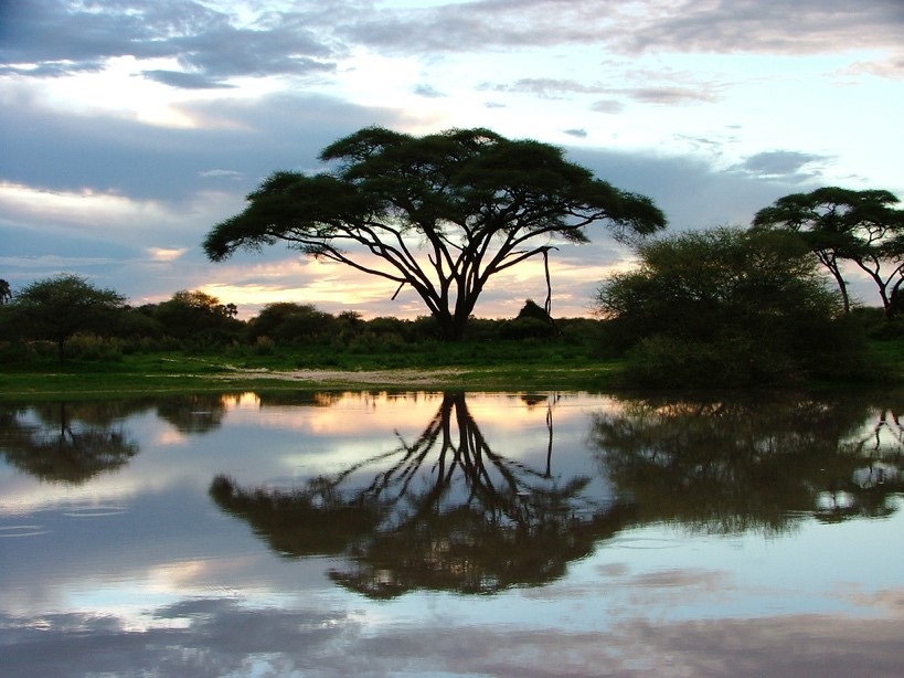 botswana-tree