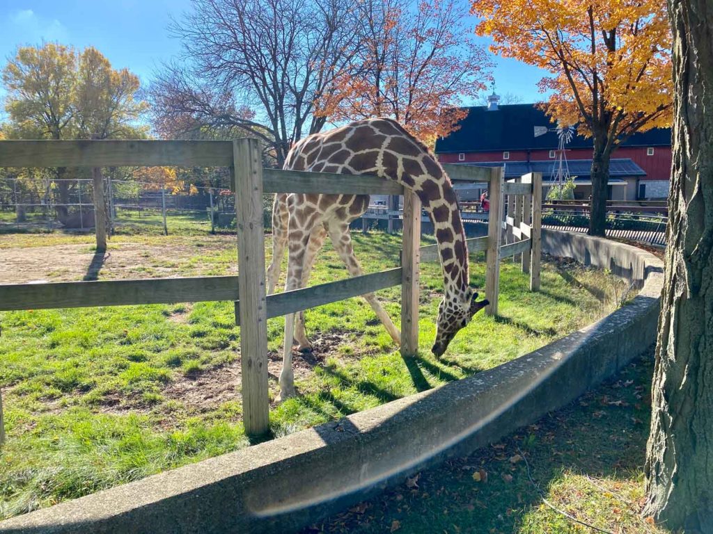 Giraffe at Henry Vilas Zoo
