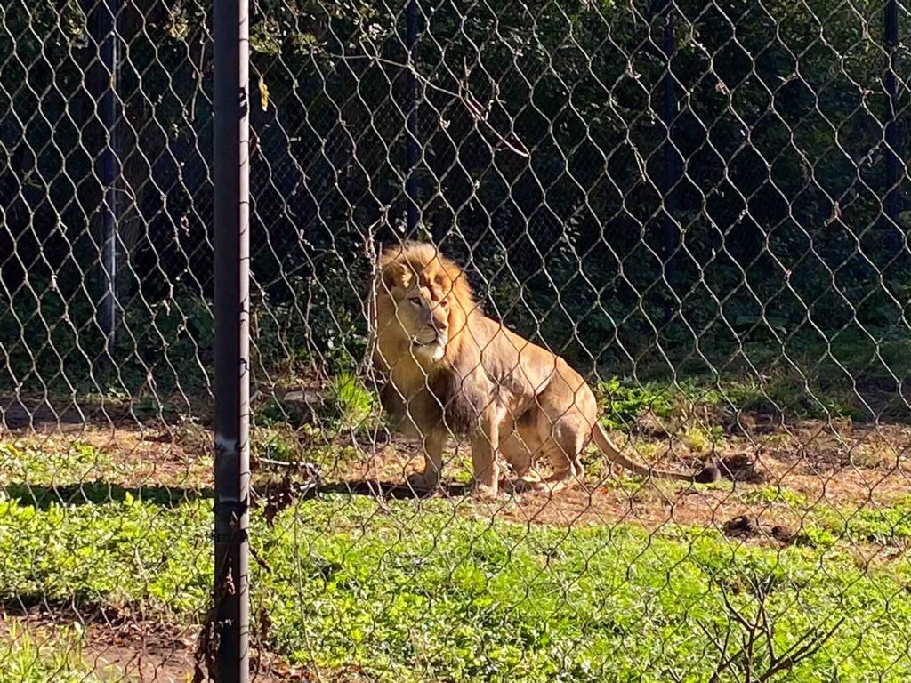 Lion at Henry Vilas Zoo